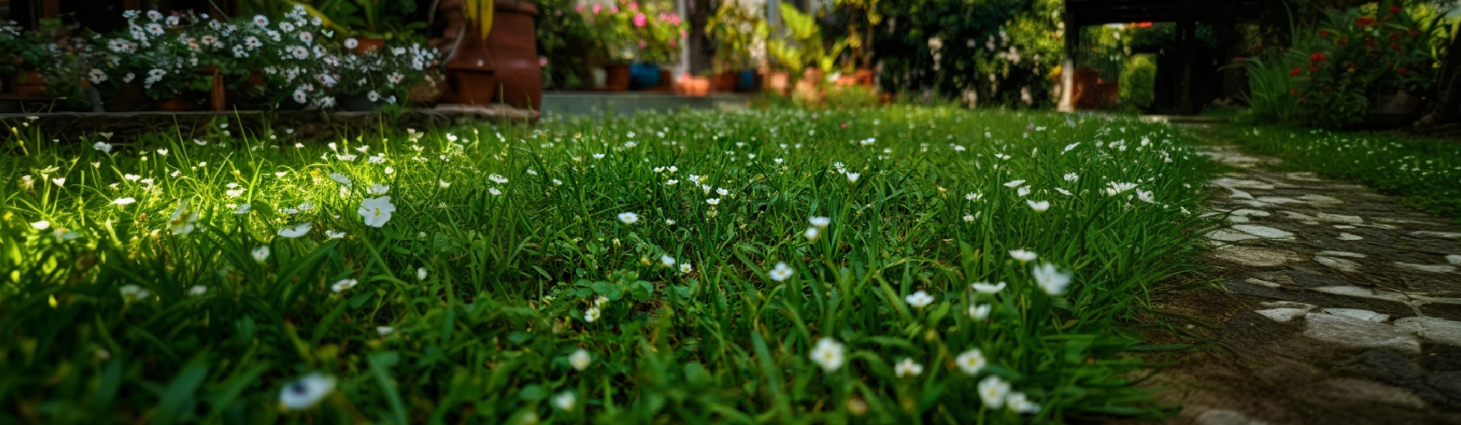 Entretien du gazon en automne